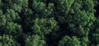 foret