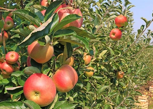 pommes